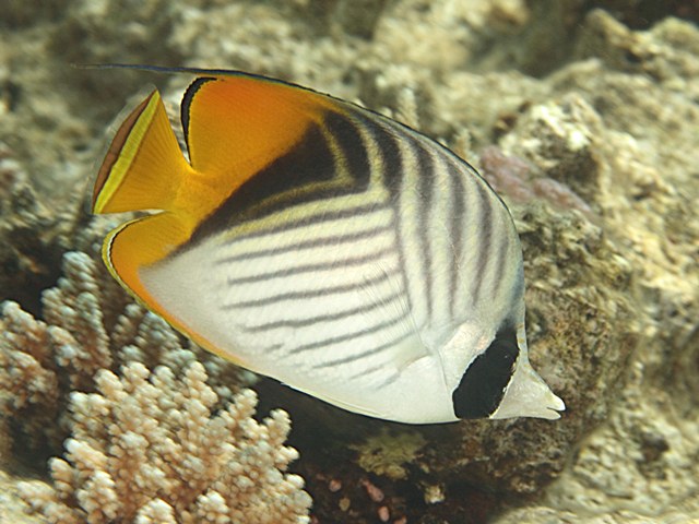Chaetodon auriga